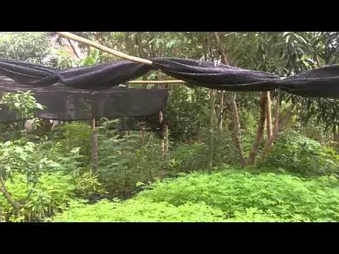 Moringa-Baum - verschiedene Altersstufen und Wachstumsstadien