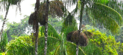 Acai-Palme wächst in Südamerika