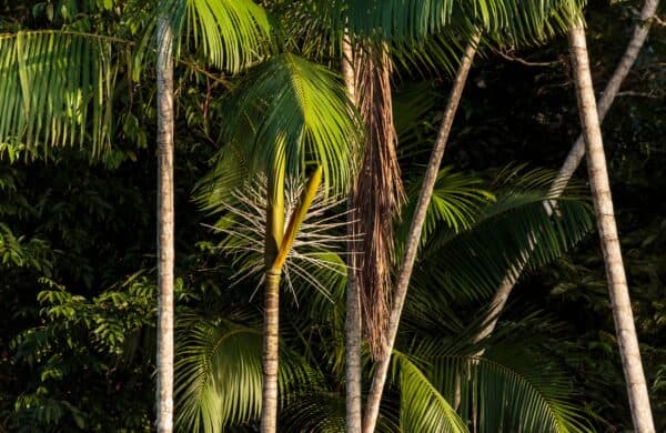 Acai Palme in Brasilien am Amazon