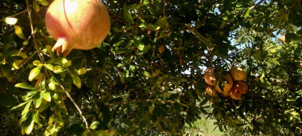 Antioxidantien: Granatapfelbaum