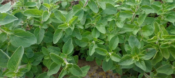 Oregano