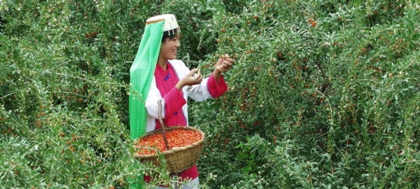 Goji Beere Chinesische Medizin