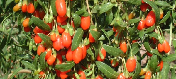 Goji Beeren - Strauch