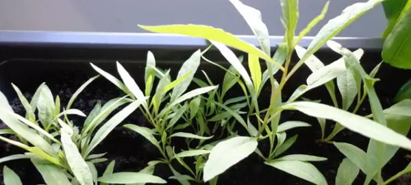 Goji Beeren selber pflanzen anbauen