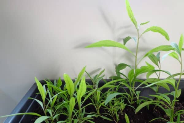 Der eigene Anbau der Goji Beere