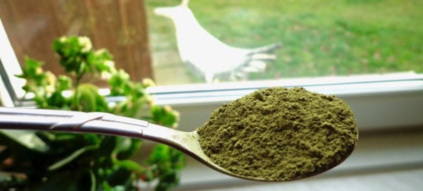 Moringa Pulver zur Vorbeugung von Krankheiten