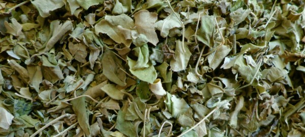 Getrocknete Moringa Blätter