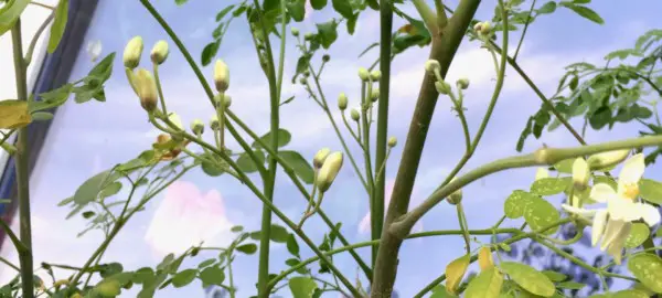 Moringa Blüten und Moringa Knospen