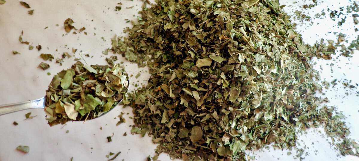 Moringa Blätter