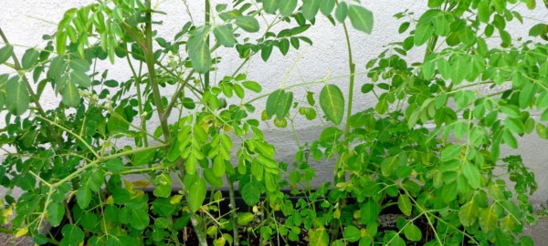 Moringa Pflanzen