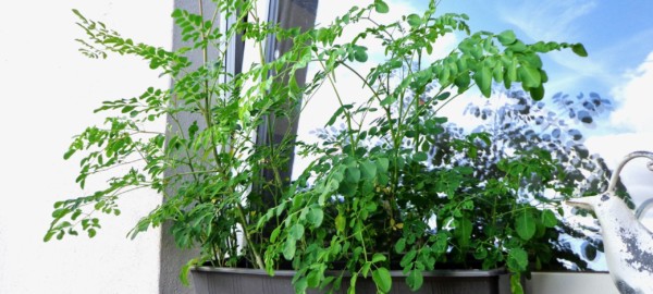 Moringa Pflanzen ca. 1 1/2 Jahre alt