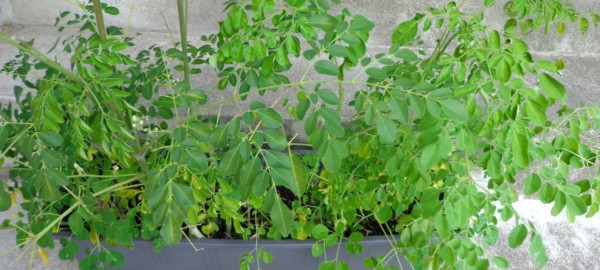 Moringa Pflanzen selbst gezogen