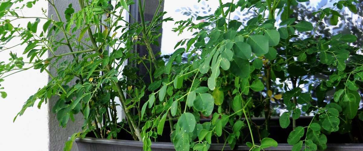 Moringa kaufen Qualität hat Kriterien! Superfoods