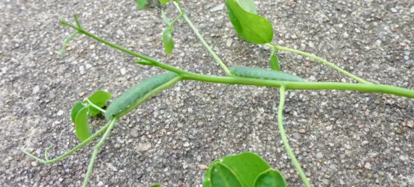 Moringa Pflanzen Schädlinge