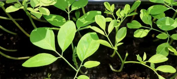 Moringa Pflanze sonniger Standort