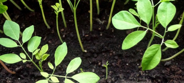Kleine Moringa Pflanzen