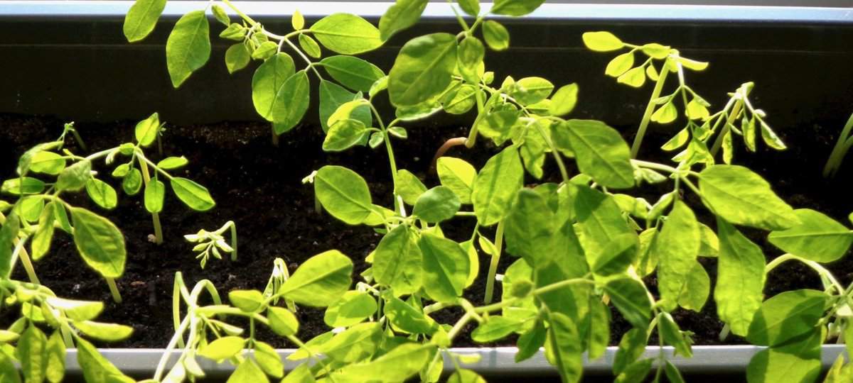 Meerrettichbaum / Moringabaum (Moringa oleifera) Superfoods