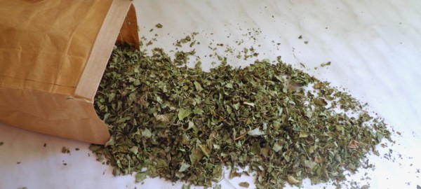 Moringa Blätter Dosierung