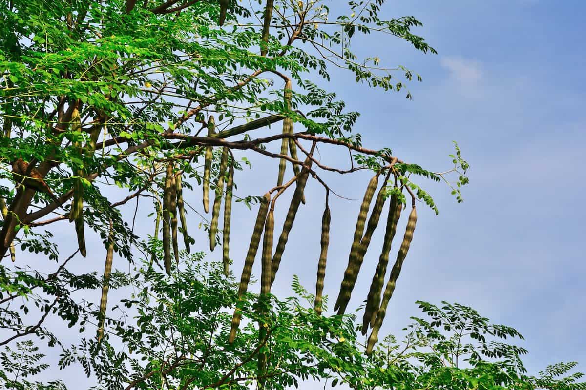 Moringabau Moringa oleifera