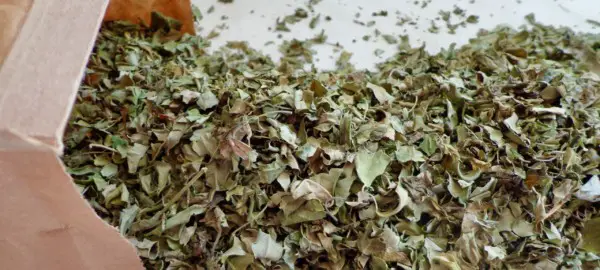 Moringa Blätter schonend getrocknet