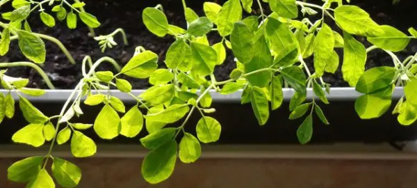 Moringa Baum selber ziehen pflegen schneiden