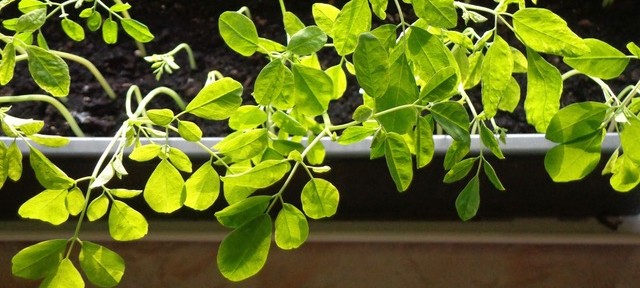 Moringa Pflanzen