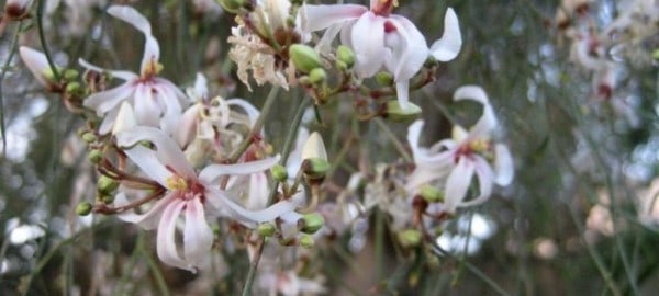 Moringa Baum