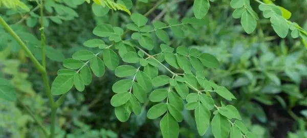 Moringa Baum Blätter