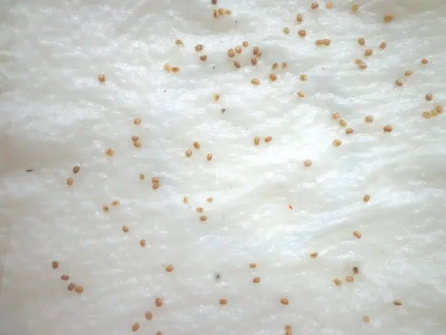 Goji Samen auf Zellstoff