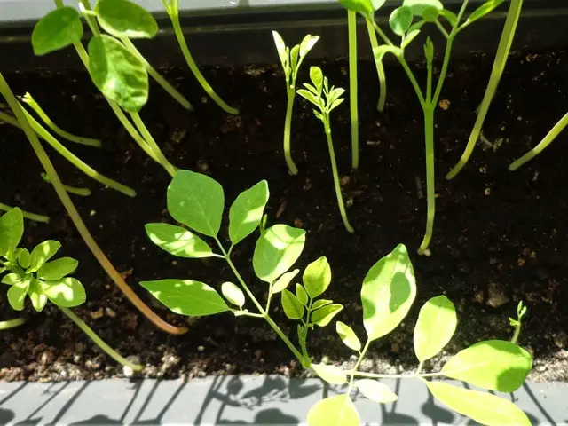 Moringa Pflanzen