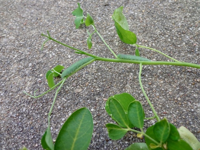 Raupen auf Moringapflanze