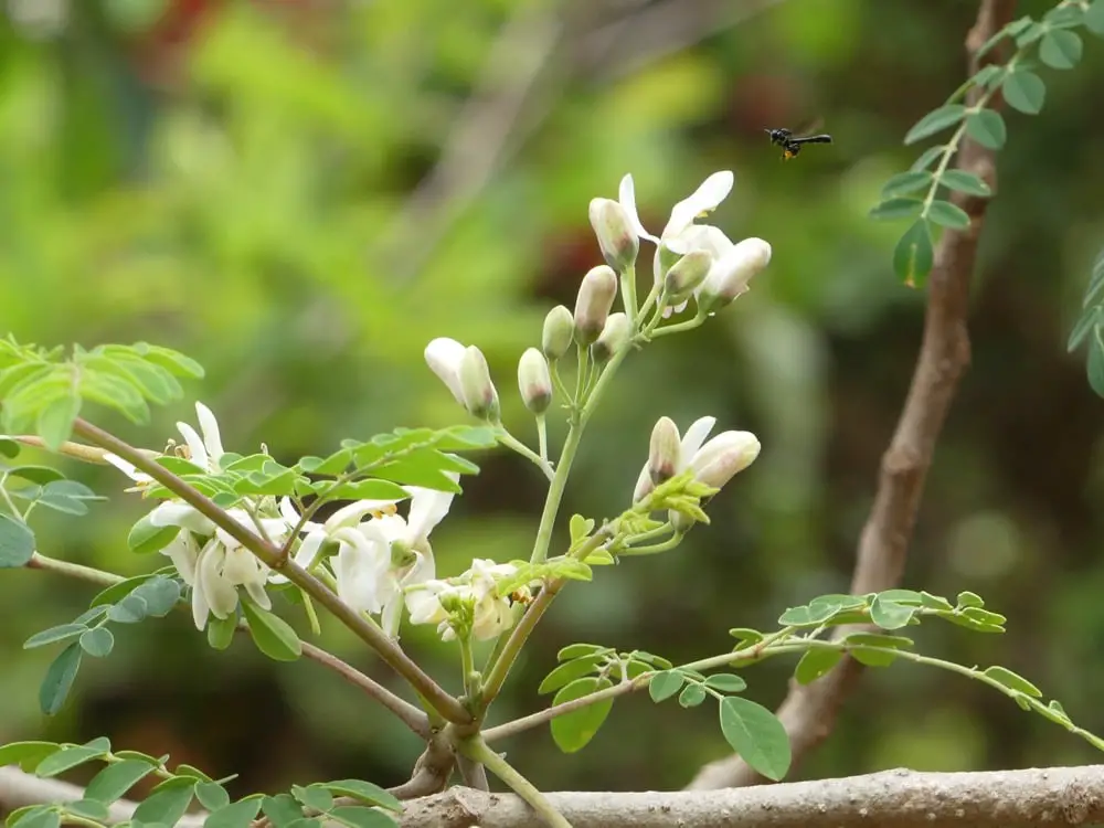 Blüten Moringa Oleifera
