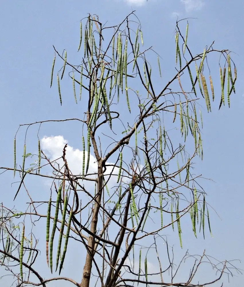 Meerrettichbaum mit Samenständen
