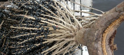 Acai Beere Frucht aus Gebieten des Amazonas