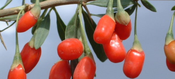 Tipps zum pflanzen und Anbau von Goji Beeren