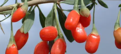 Tipps zum pflanzen und Anbau von Goji Beeren