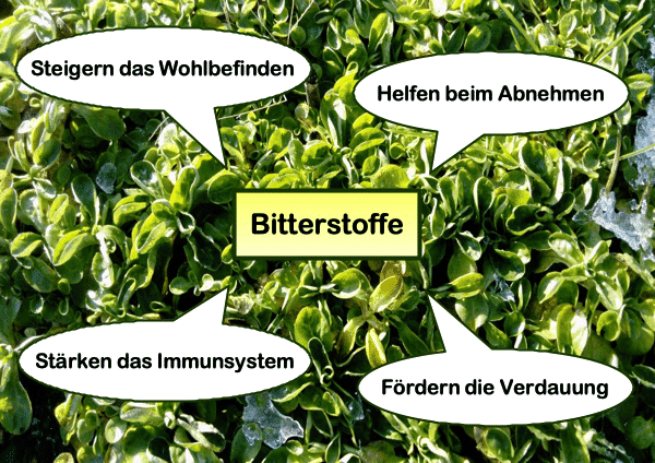 Bitterstoffe gesundheitliche Wirkung