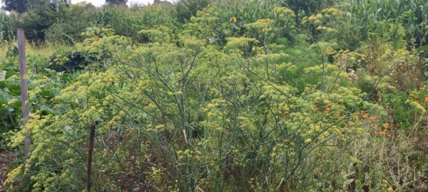 Blühende Dill Pflanze