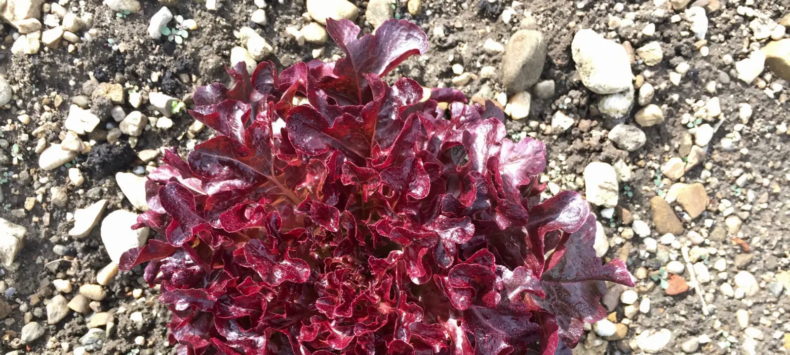 Salat Lollo rosso mit Bitterstoffen