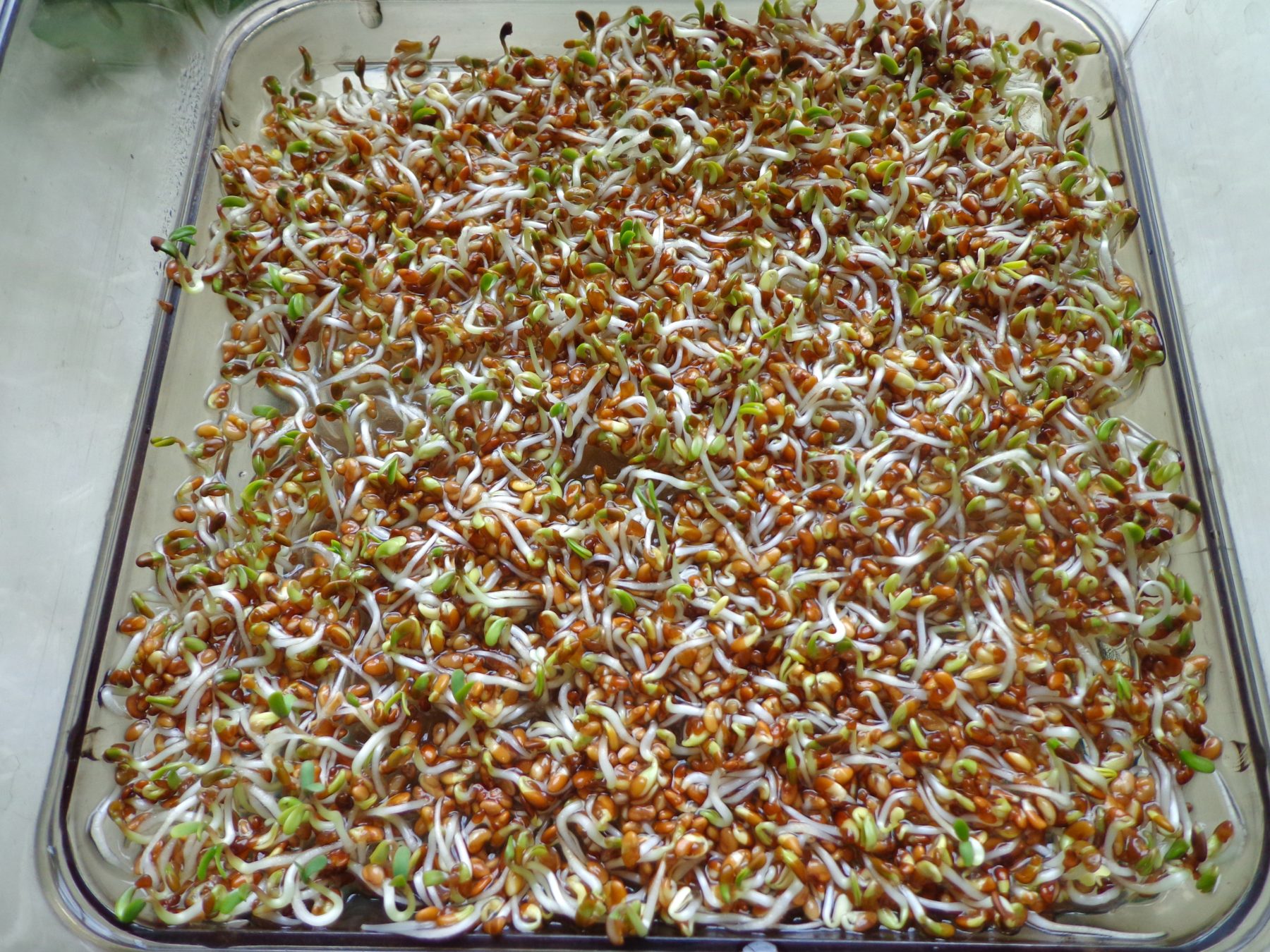 Gefahren beim Sprossenanbau: Junge Alfalfa Sprossen enthalten Canavanin