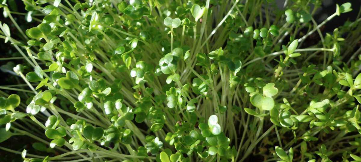 Chlorophyll in Sprossen