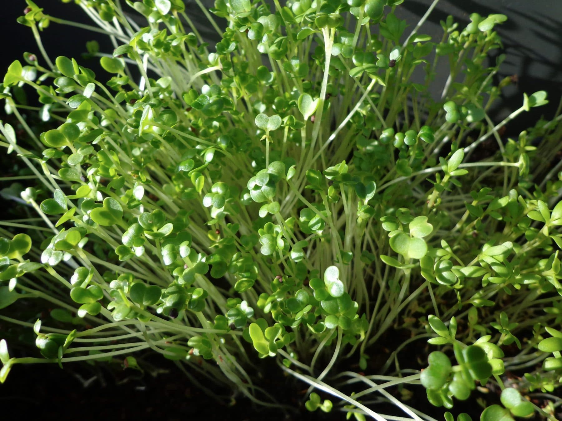 Chlorophyll, der grüne gesunde Lebenssaft in Brokkoli- und Kressesprossen