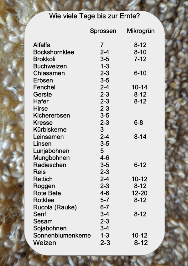 Erntezeit für Sprossen & Mikrogrün