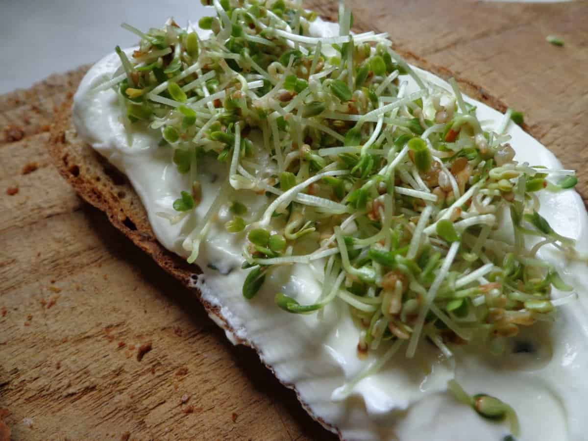 Sesamsprossen auf Frischkäsebrot