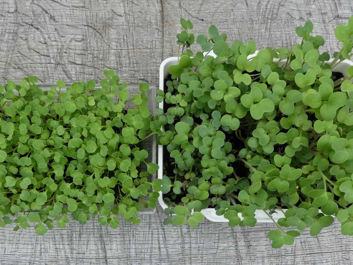 Zeitpunkt der Ernte für Sprossen und Mikrogrün: Rucola und gelber Senf