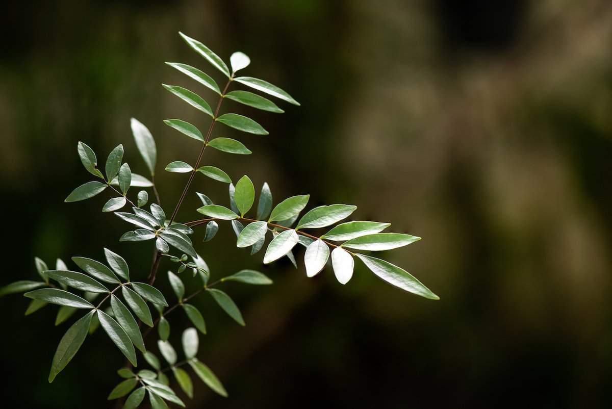 Eurycoma longifolia, Tongkat Ali, Libido anregen