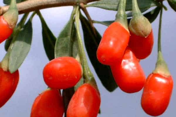 Goji Beeren