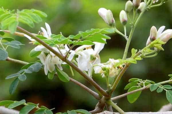 Moringa Pflanze